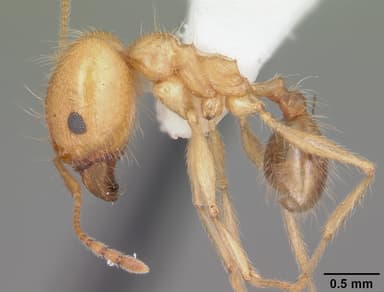 Pheidole morrisii — queen photo 6