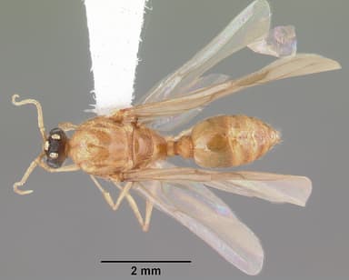 Pheidole morrisii — queen photo 7