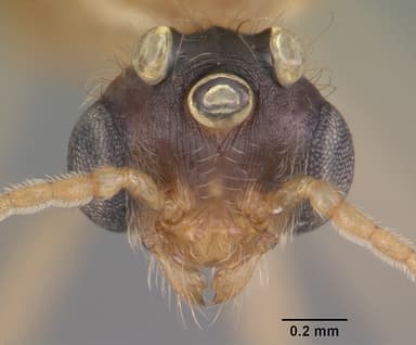 Pheidole morrisii — queen photo 8