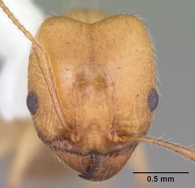 Pheidole morrisii — queen photo 9