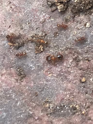 Pheidole navigans photo 4
