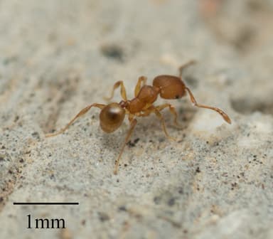 Pheidole navigans photo 5