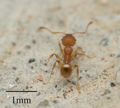 Pheidole navigans photo 6