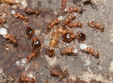 Pheidole navigans photo 7