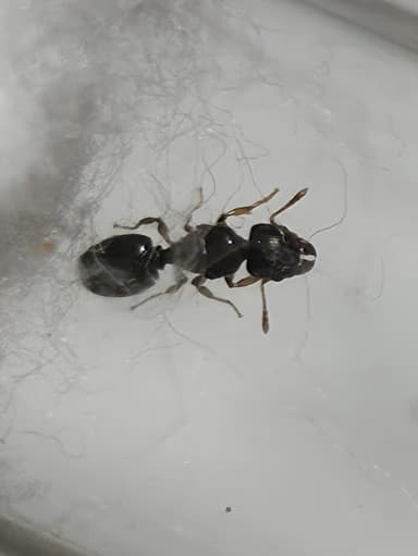 Pheidole navigans photo 8