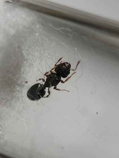Pheidole navigans photo 9