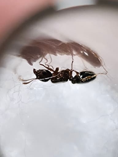 Pheidole navigans photo 10