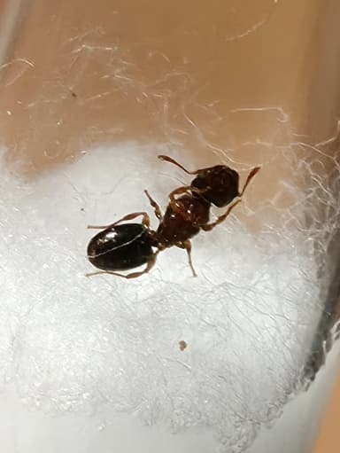 Pheidole navigans photo 12