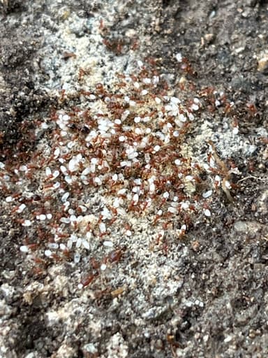 Pheidole navigans photo 13