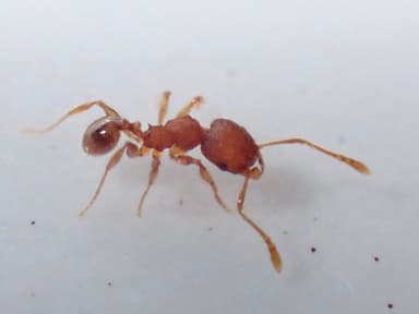 Pheidole navigans photo 14