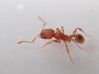 Pheidole navigans photo 15