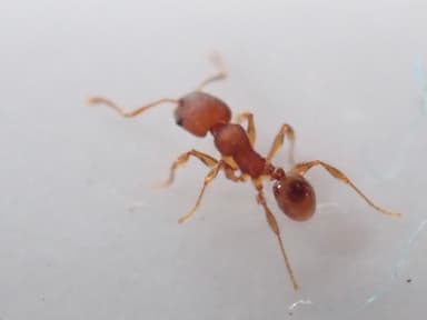 Pheidole navigans photo 16