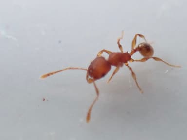 Pheidole navigans photo 17