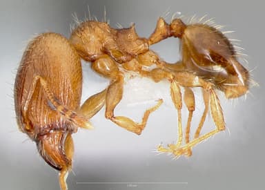 Pheidole navigans — queen photo 2