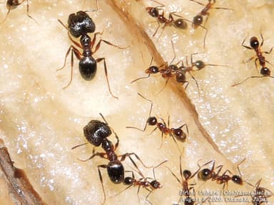 Pheidole noda photo 1