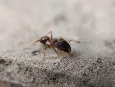 Pheidole noda photo 3