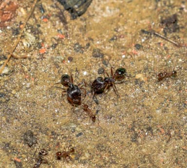 Pheidole noda photo 6