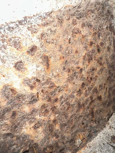 Pheidole noda photo 7