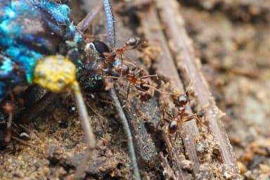 Pheidole noda photo 8