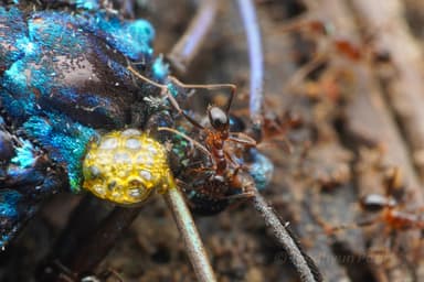Pheidole noda photo 9