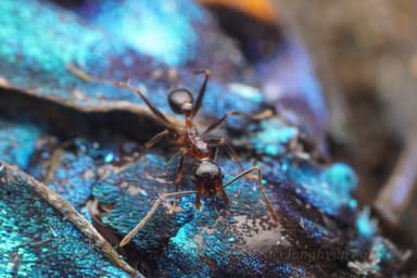 Pheidole noda photo 10