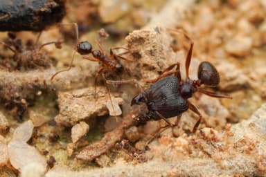 Pheidole noda photo 11