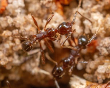 Pheidole obscurithorax photo 21