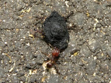 Pheidole obscurithorax photo 23