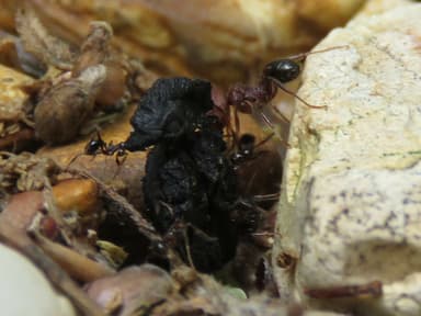 Pheidole obscurithorax photo 26