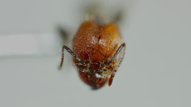 Pheidole obscurithorax photo 27