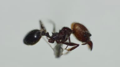 Pheidole obscurithorax photo 28