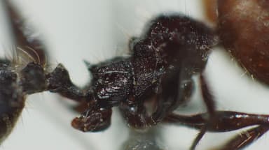 Pheidole obscurithorax photo 29