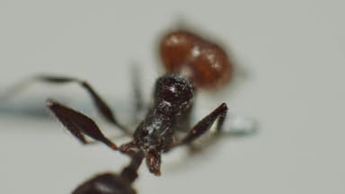 Pheidole obscurithorax photo 30