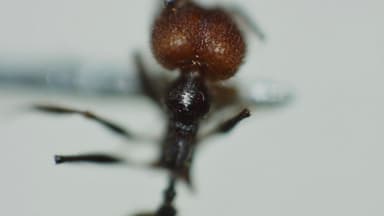 Pheidole obscurithorax photo 31