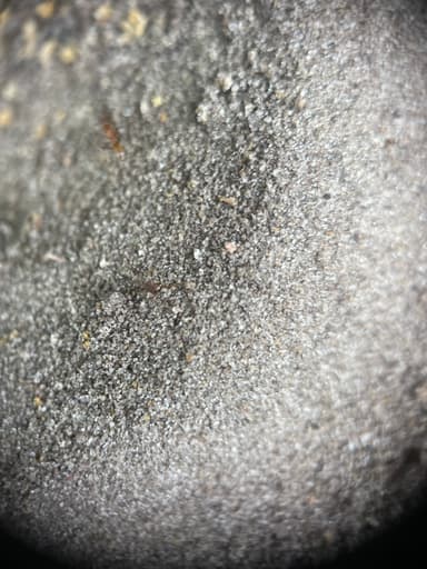 Pheidole obscurithorax photo 36