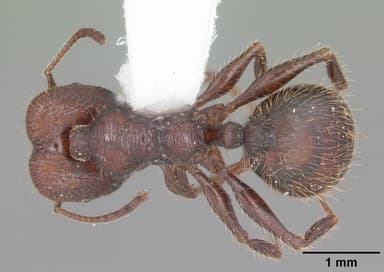 Pheidole obscurithorax — queen photo 3