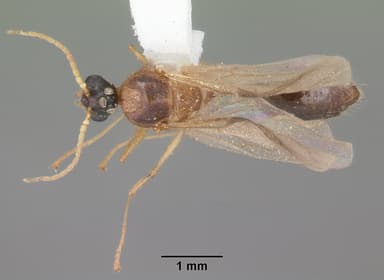 Pheidole obscurithorax — queen photo 5