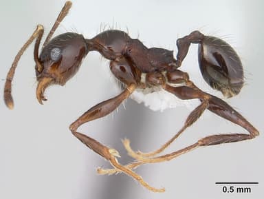Pheidole obscurithorax — queen photo 8