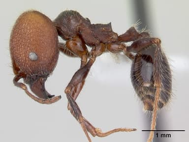 Pheidole obscurithorax — queen photo 11