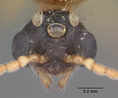 Pheidole obscurithorax — queen photo 13