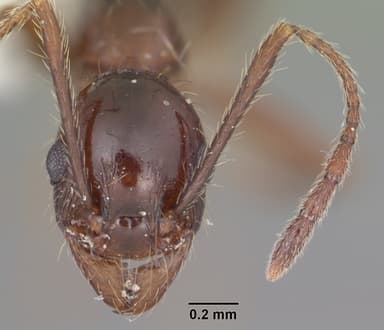 Pheidole obscurithorax — queen photo 16