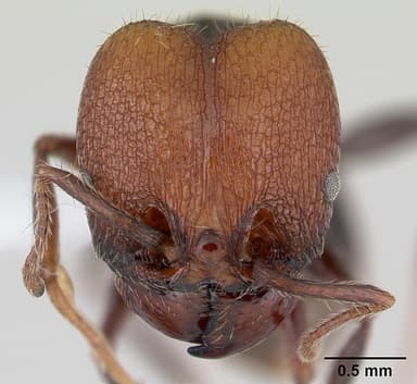 Pheidole obscurithorax — queen photo 18
