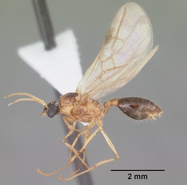 Pheidole obscurithorax — queen photo 20