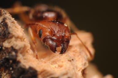 Pheidole pallidula photo 122