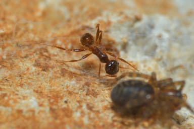 Pheidole pallidula photo 57