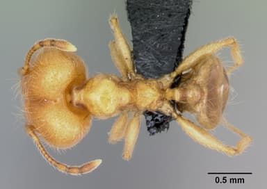Pheidole pallidula — queen photo 8