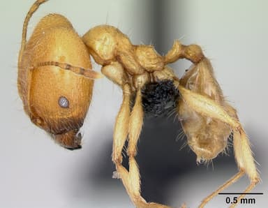 Pheidole pallidula — queen photo 13