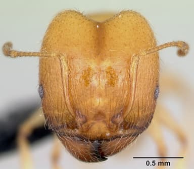 Pheidole pallidula — queen photo 16