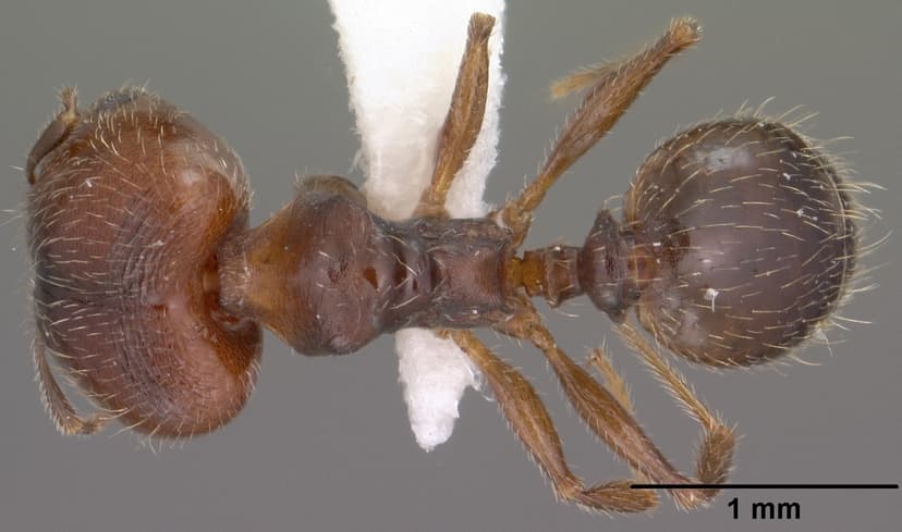 Pheidole pilifera photo 1