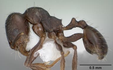 Pheidole pilifera — queen photo 2
